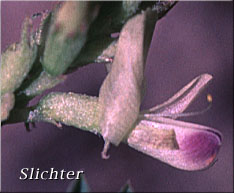 Humboldt River Milk-vetch, Violet Milkvetch: Astragalus iodanthus var. diaphanoides (Synonym: Astragalus iodanthus var. vipereus) 