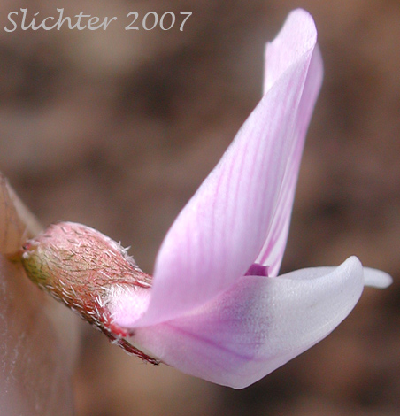 Side view of a flower of John Day Milk-vetch, Transparent Milkvetch, Transparent Milk-vetch: Astragalus diaphanus var. diaphanus (Synonym:  Astragalus drepanolobus)
