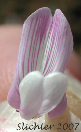 Flower of John Day Milk-vetch, Transparent Milkvetch, Transparent Milk-vetch: Astragalus diaphanus var. diaphanus (Synonym:  Astragalus drepanolobus)