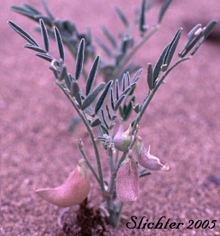 Geyer's Milkvetch, Geyer's Milk-vetch: Astragalus geyeri (Synonym: Astragalus geyeri var. geyeri)