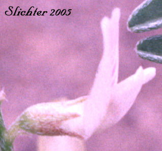 Flower of Geyer's Milkvetch, Geyer's Milk-vetch: Astragalus geyeri (Synonym: Astragalus geyeri var. geyeri)