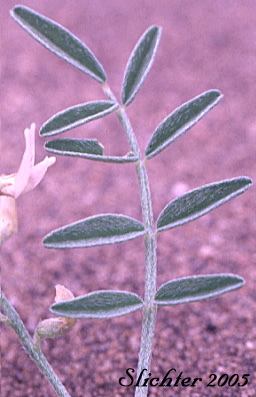 Leaf of Geyer's Milkvetch, Geyer's Milk-vetch: Astragalus geyeri (Synonym: Astragalus geyeri var. geyeri)