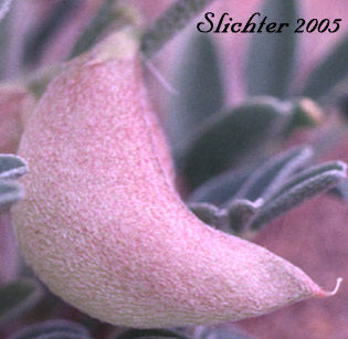 Fruit of Geyer's Milkvetch, Geyer's Milk-vetch: Astragalus geyeri (Synonym: Astragalus geyeri var. geyeri)