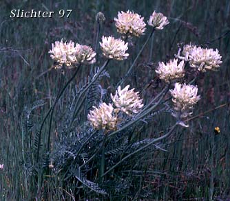 Hood River Milk-vetch: Astragalus hoodianus (Synonyms: Astragalus conjunctus var. oxytropidoides, Astragalus reventus var. oxytropidoides, Cnemidophacos knowlesianus)