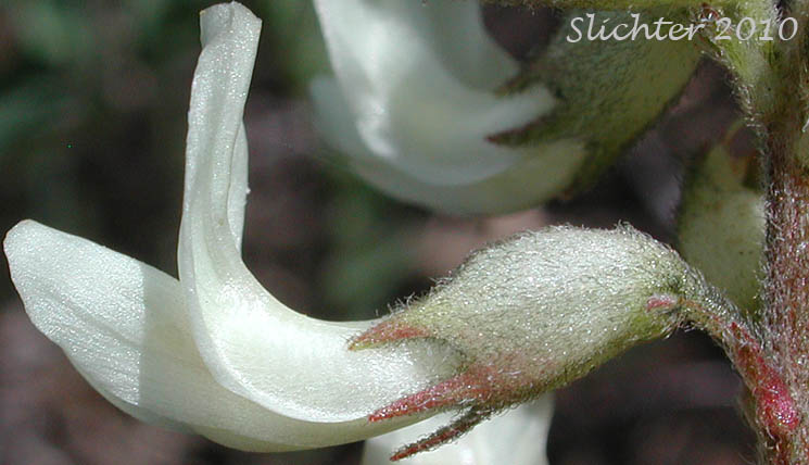 Close-up sideview of the corolla and calyx of Howell's Milkvetch, Howell's Milk-vetch: Astragalus howellii (Synonym: Astragalus misellus var. howellii)