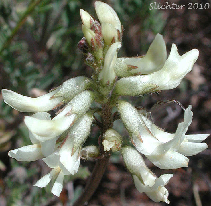 Close-up of the inflorescence of Howell's Milkvetch, Howell's Milk-vetch: Astragalus howellii (Synonym: Astragalus misellus var. howellii)