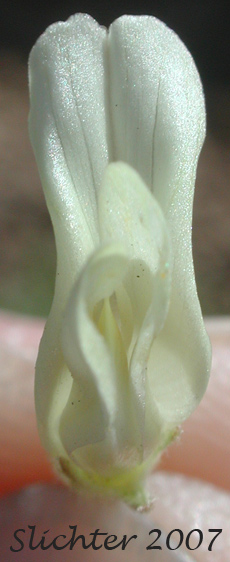 Close-up frontal view of the flower of Howell's Milkvetch, Howell's Milk-vetch: Astragalus howellii (Synonym: Astragalus misellus var. howellii)