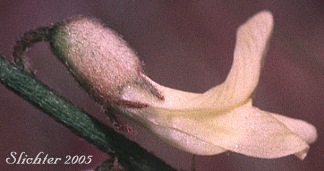 Howell's Milkvetch, Howell's Milk-vetch: Astragalus howellii (Synonym: Astragalus misellus var. howellii)