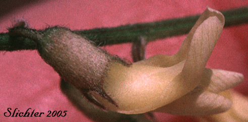 Flower of Howell's Milkvetch, Howell's Milk-vetch: Astragalus howellii (Synonym: Astragalus misellus var. howellii)