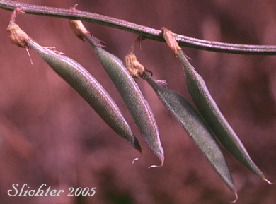 Pods of Howell's Milkvetch, Howell's Milk-vetch: Astragalus howellii (Synonym: Astragalus misellus var. howellii)