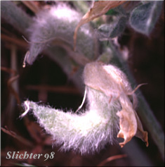 Woolly fruit of Bent Milkvetch, Bent Milk-vetch, Hairy Milk-vetch: Astragalus inflexus
