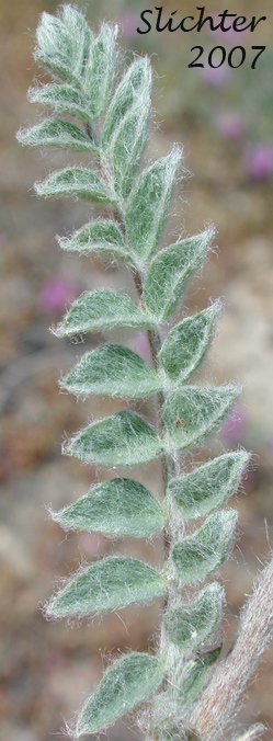 Close-up of a stem leaf of Bent Milkvetch, Bent Milk-vetch, Hairy Milk-vetch: Astragalus inflexus