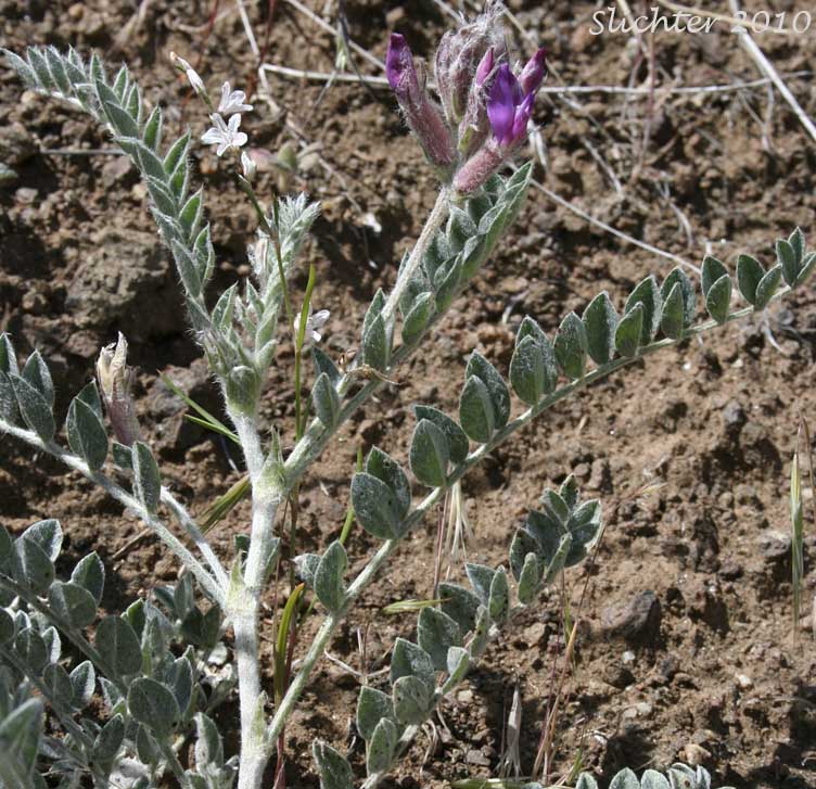 Upper stem leaves and inflorescence of Bent Milkvetch, Bent Milk-vetch, Hairy Milk-vetch: Astragalus inflexus