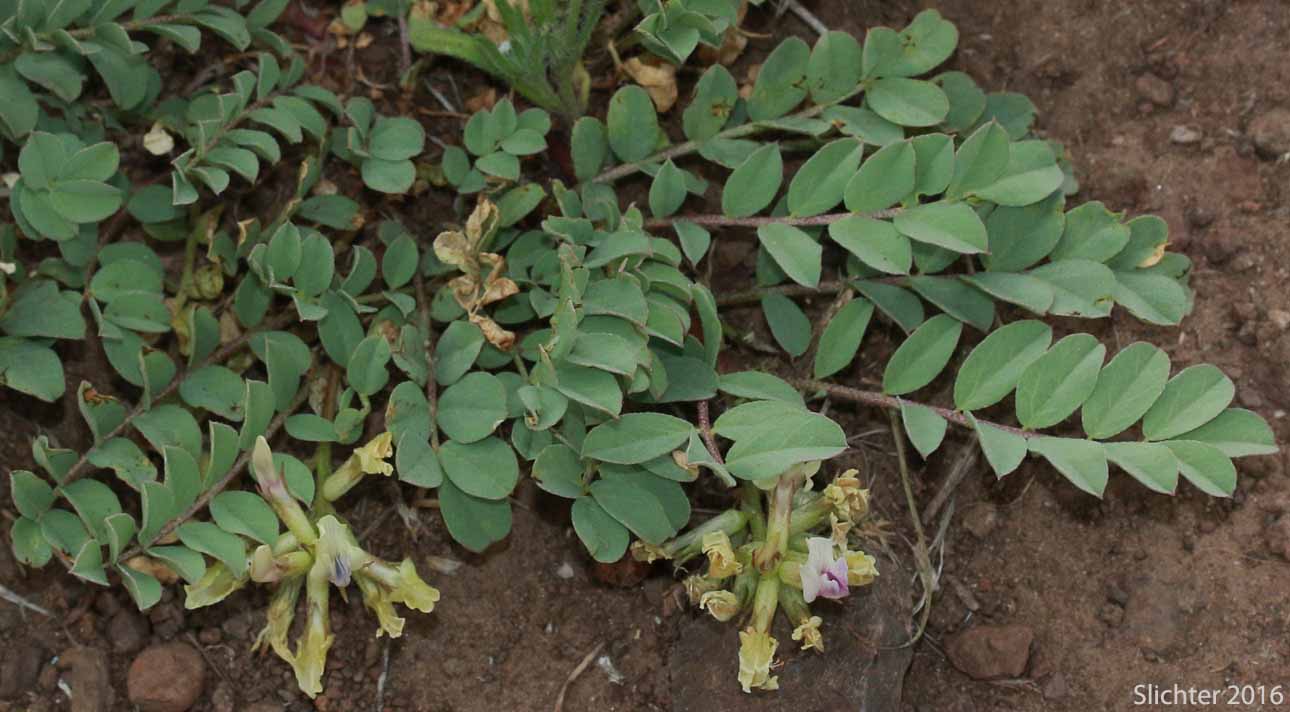 Broadleaf Milkvetch, Papery Freckled Milkvetch: Astragalus lentiginosus var. chartaceus (Synonym: Astragalus lentiginosus var. platyphyllidius)