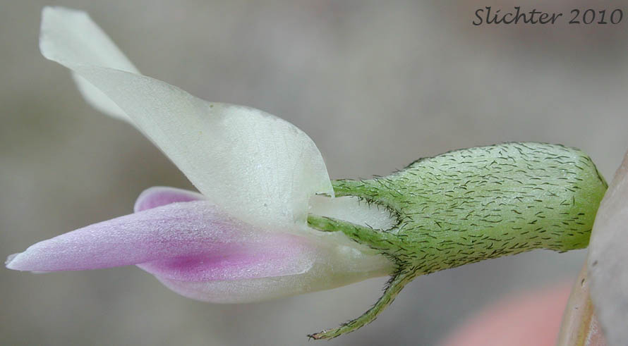 Close-up of the flower of Broadleaf Milkvetch, Papery Freckled Milkvetch: Astragalus lentiginosus var. chartaceus (Synonym: Astragalus lentiginosus var. platyphyllidius)