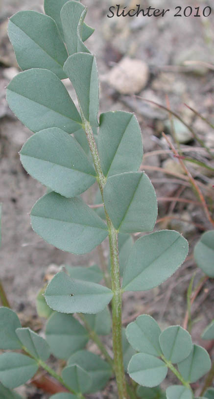 Pinnately compound leaf of Broadleaf Milkvetch, Papery Freckled Milkvetch: Astragalus lentiginosus var. chartaceus (Synonym: Astragalus lentiginosus var. platyphyllidius)