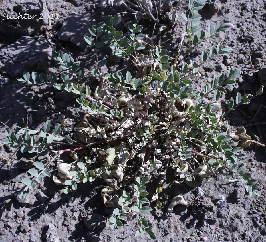 Broadleaf Milkvetch, Papery Freckled Milkvetch: Astragalus lentiginosus var. chartaceus (Synonym: Astragalus lentiginosus var. platyphyllidius)