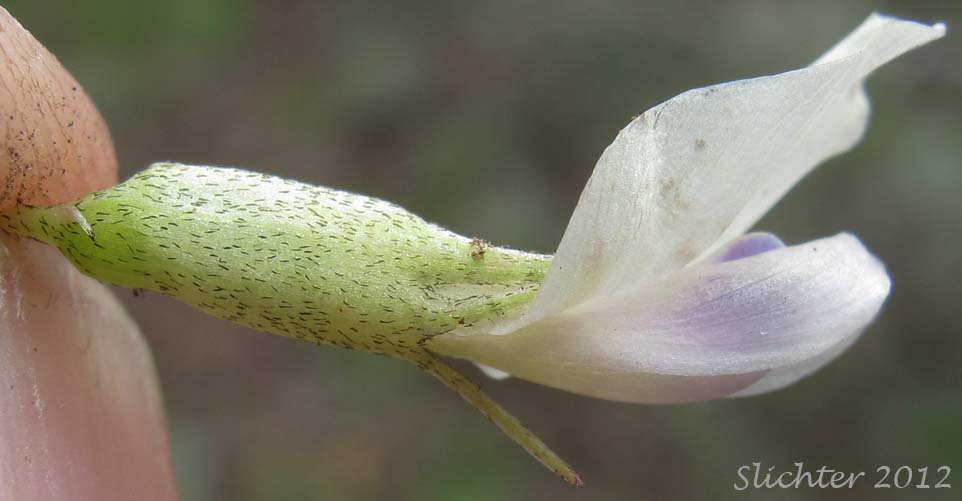 Close-up sideview of a flower of Broadleaf Milkvetch, Papery Freckled Milkvetch: Astragalus lentiginosus var. chartaceus (Synonym: Astragalus lentiginosus var. platyphyllidius)
