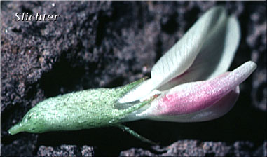 Flower of Freckled Milkvetch, Freckled Milk-vetch, Specklepod Milkvetch, Specklepod Milk-vetch: Astragalus lentiginosus