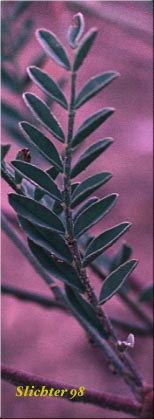 Leaf of Pauper Milkvetch: Astragalus misellus var. misellus (Synonym: Astragalus howellii var. aberrans)