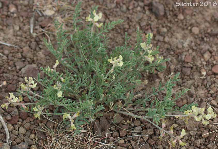 Pauper Milkvetch: Astragalus misellus var. misellus (Synonym: Astragalus howellii var. aberrans)
