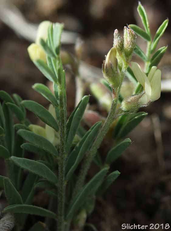 Pauper Milkvetch: Astragalus misellus var. misellus (Synonym: Astragalus howellii var. aberrans)