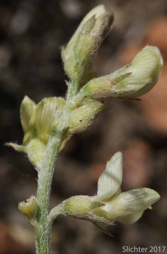 Flowers of Pauper Milkvetch: Astragalus misellus var. misellus (Synonym: Astragalus howellii var. aberrans)