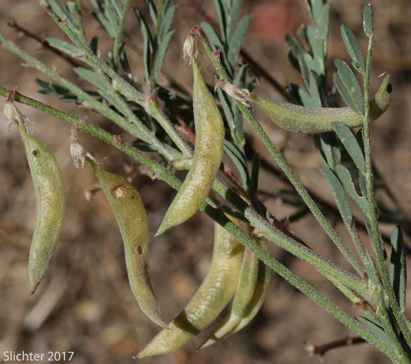 Fruits of Pauper Milkvetch: Astragalus misellus var. misellus (Synonym: Astragalus howellii var. aberrans)