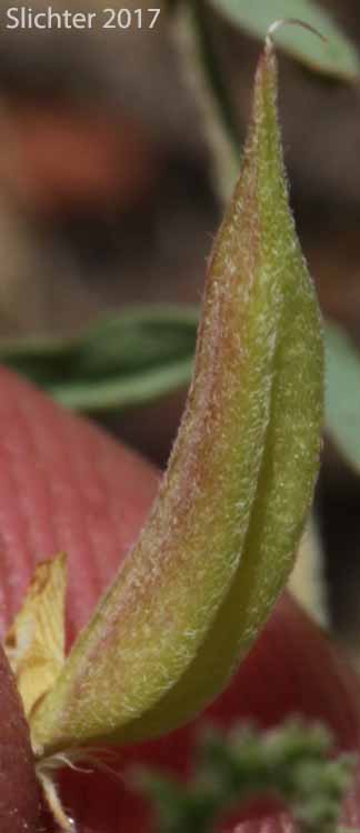 Fruit of Pauper Milkvetch: Astragalus misellus var. misellus (Synonym: Astragalus howellii var. aberrans)