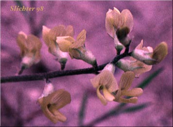 Raceme of Pauper Milkvetch: Astragalus misellus var. misellus (Synonym: Astragalus howellii var. aberrans)