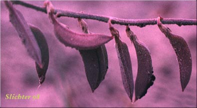 Fruits of Pauper Milkvetch: Astragalus misellus var. misellus (Synonym: Astragalus howellii var. aberrans)