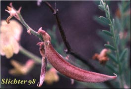 Fruit of Pauper Milkvetch: Astragalus misellus var. misellus (Synonym: Astragalus howellii var. aberrans)