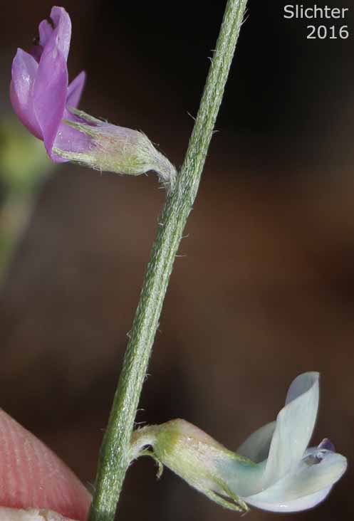 Flowers of Timber Milkvetch, Timber Milk-vetch, Weedy Milkvetch: Astragalus miser var. serotinus (Synonyms: Astragalus decumbens var. serotinus, Astragalus serotinus)