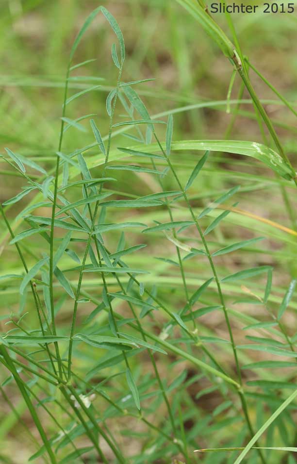 Leaves of Timber Milkvetch, Timber Milk-vetch, Weedy Milkvetch: Astragalus miser var. serotinus (Synonyms: Astragalus decumbens var. serotinus, Astragalus serotinus)