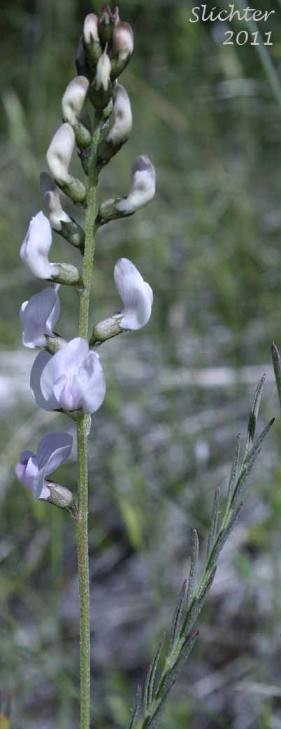 Raceme of Timber Milkvetch, Weedy Milkvetch: Astragalus miser var. serotinus (Synonyms: Astragalus decumbens var. serotinus, Astragalus serotinus)
