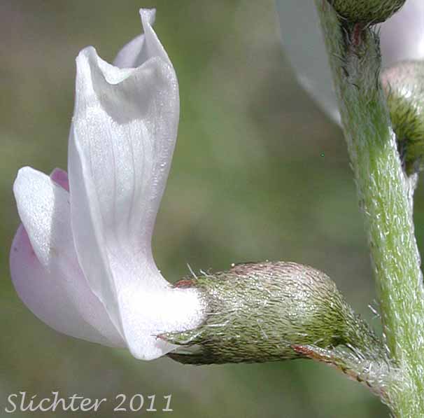 Close-up sideview of the flower of Timber Milkvetch, Weedy Milkvetch: Astragalus miser var. serotinus (Synonyms: Astragalus decumbens var. serotinus, Astragalus serotinus)