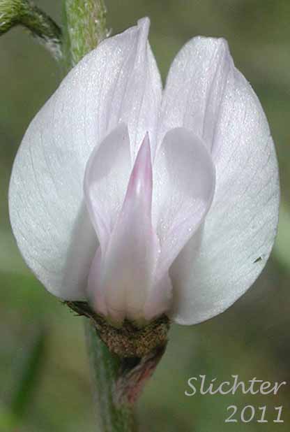 Close-up frontal view of a flower of Timber Milkvetch, Weedy Milkvetch: Astragalus miser var. serotinus (Synonyms: Astragalus decumbens var. serotinus, Astragalus serotinus)