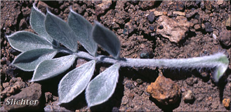 Leaf of Newberry's Milkvetch, Newberry's Milk-vetch Astragalus newberryi var. castoreus (Synonym: Astragalus newberryi var. newberryi)