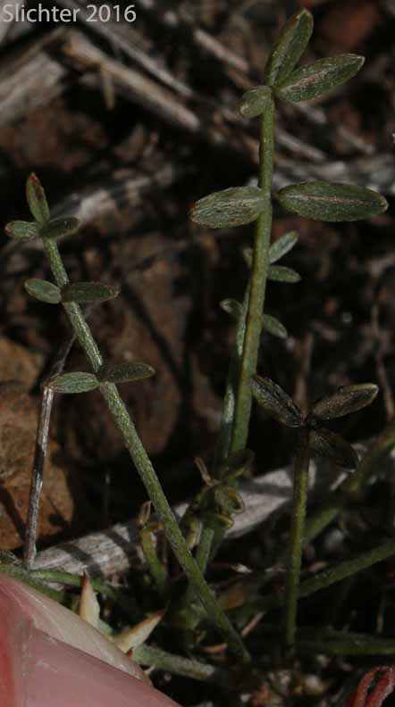 Leaves of Arcane  Milk-vetch: Astragalus obscurus (Synonym: Astragalus miser)