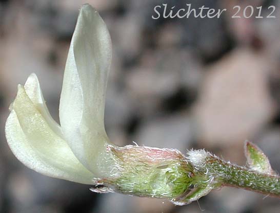 Close-up sideview of a flower of Arcane  Milk-vetch: Astragalus obscurus (Synonym: Astragalus miser)