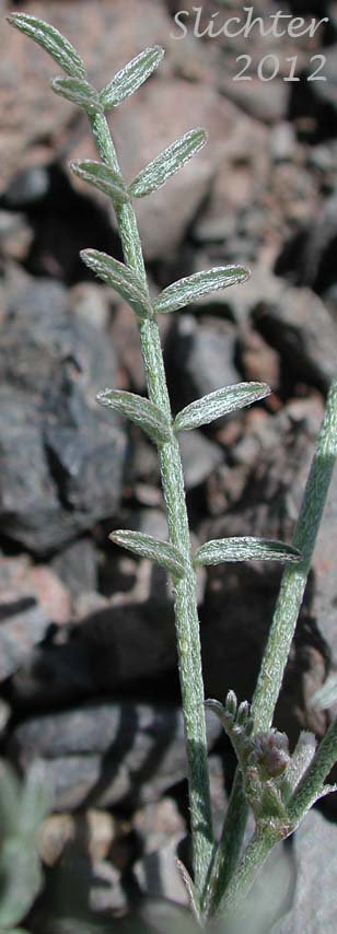 Basal leaf of Arcane  Milk-vetch: Astragalus obscurus (Synonym: Astragalus miser)