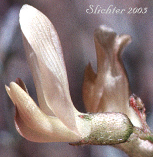 Close-up sideview of the flower of Arcane  Milk-vetch: Astragalus obscurus (Synonym: Astragalus miser)