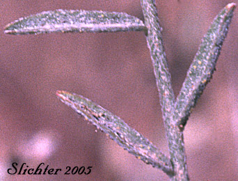 Leaflets of Arcane  Milk-vetch: Astragalus obscurus (Synonym: Astragalus miser)