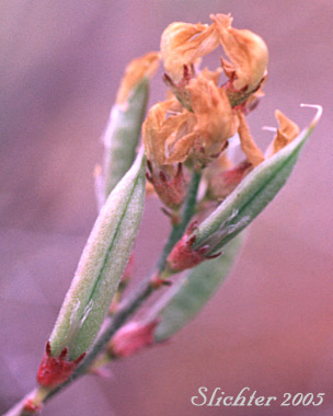 Fruits of Arcane  Milk-vetch: Astragalus obscurus (Synonym: Astragalus miser)