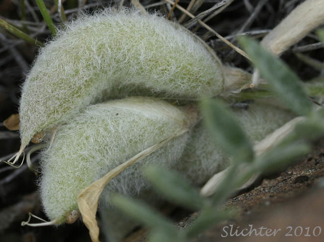 Woolly, arched pod of Gravel Milkvetch, Woollypod Milkvetch: Astragalus purshii var. glareosus (Synonyms: Astragalus glareosus, Astragalus ventosus)