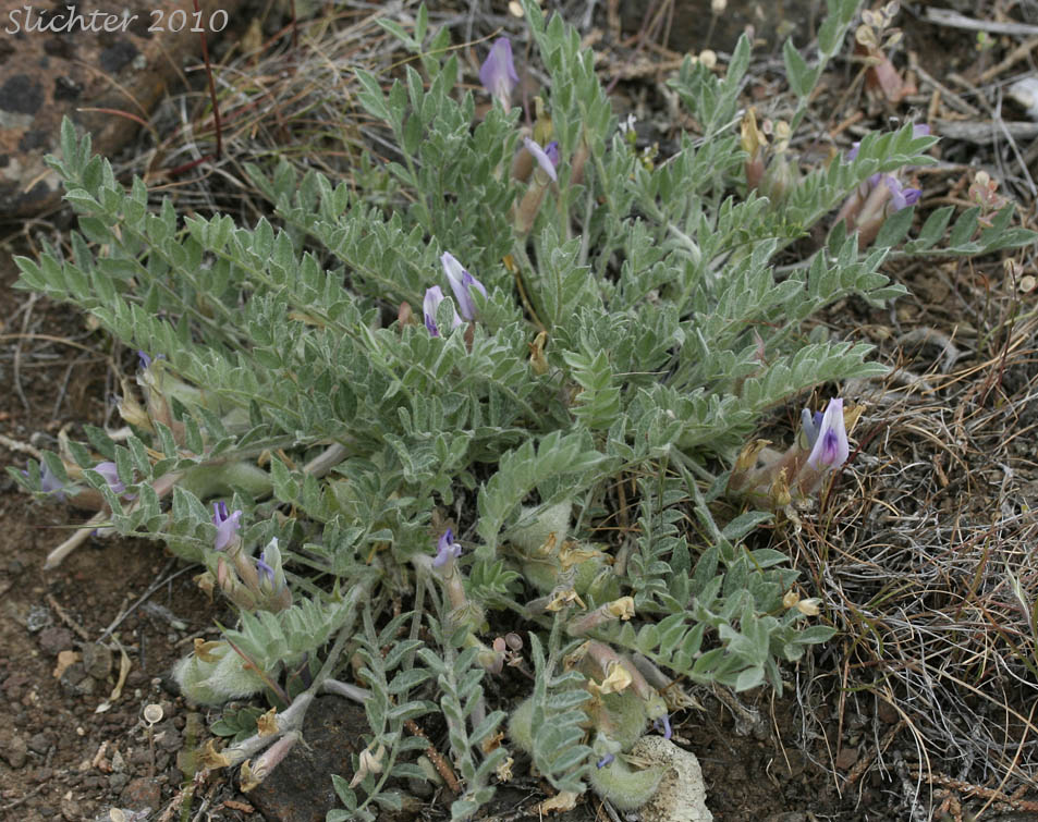 Gravel Milkvetch, Woollypod Milkvetch: Astragalus purshii var. glareosus (Synonyms: Astragalus glareosus, Astragalus ventosus)
