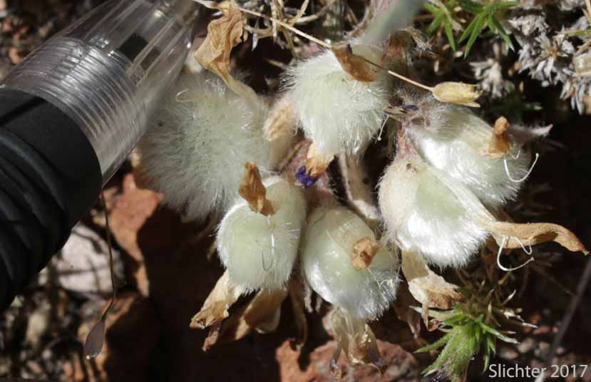 Hare Milkvetch: Astragalus purshii var. lagopinus (Synonym: Astragalus lagopinus)