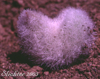 Woolly pod of Woollypod Milkvetch, Woolly-pod Milk-vetch: Astragalus purshii