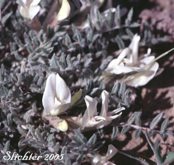 Pursh's Milkvetch, Woollypod Milkvetch: Astragalus purshii var. purshii (Synonyms: Astragalus incurvus, Astragalus purshii var. interior)