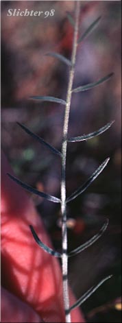 Leaf of Yakima Milk-vetch: Astragalus reventiformis (Synonyms: A. reventus var. canbyi, Cnemidophacos reventiformis)
